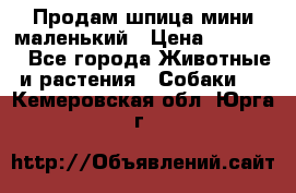 Продам шпица мини маленький › Цена ­ 15 000 - Все города Животные и растения » Собаки   . Кемеровская обл.,Юрга г.